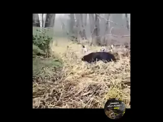 Мужские забавы