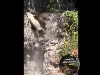 Быстрая киса