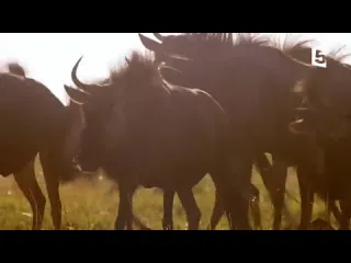 Lycaons vs gnous la traque infernale zapping sauvage