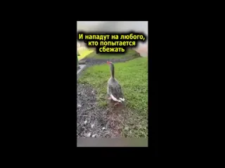 В бразильской тюрьме сторожевых собак заменили на гусей которые вызывают страх у заключнных