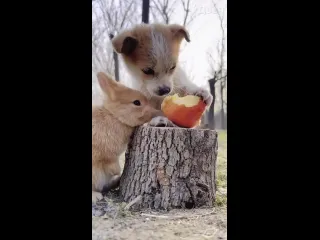 Ооо яблоковое