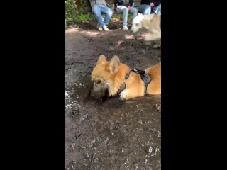 Как мало нужно басям для счастья