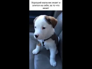 Икота икота перейди на бобика