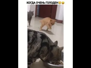 Когда очень голоден