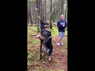 Хороший мальчик находит палку очень хороший мальчик добывает палку сам