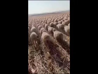 Ровный строй