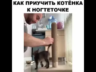 Как приучить котнка к ногтеточке