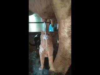 Молочный залив