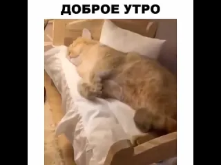 Доброе утро