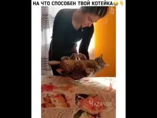 На что способен твой котейка