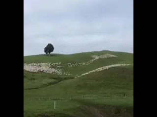 Умиротворяющее видео вам на ночь пять пастушьих собак в новой зеландии ловко справились с загоном огромного стада овец