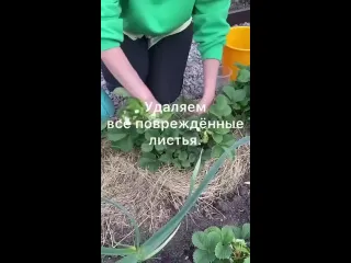 Видео от дачные советы