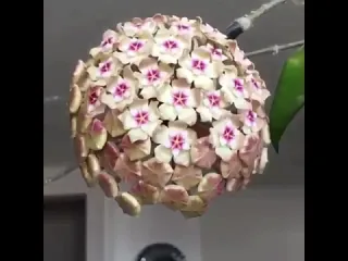 Хойя
