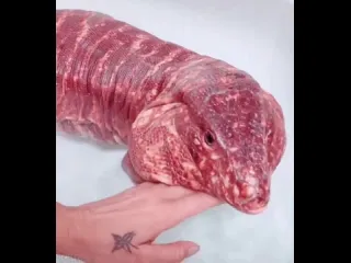 Так выглядит ящерица вида красный тегу red tegu