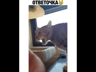 Ответочка