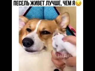 Песель живт лучше чем я