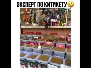 Эксперт по китикету