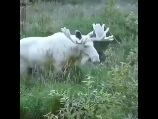 Видео от дачные советы