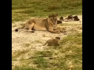 Будущий король зверей