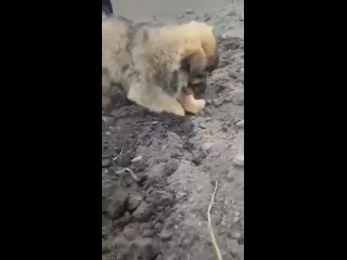 Как кот помогает в огороде мы уже видели а вот щенок который сажает картошку