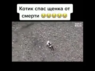 Котик спас щенка от смерти