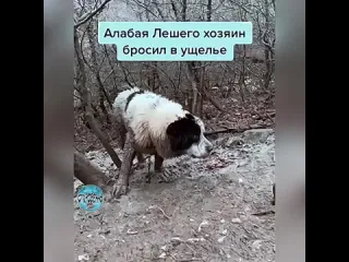 Не нужен пес отдай в приют зачем так