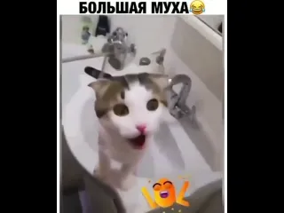 Большая муха