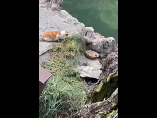 Охотники