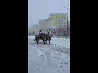 Это норильск детка