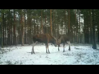 Немного нежностей с утра лосиха и е лоснок няшатся в лесу под петербургом