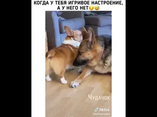 Когда у тебя игривое настроение а у него нет