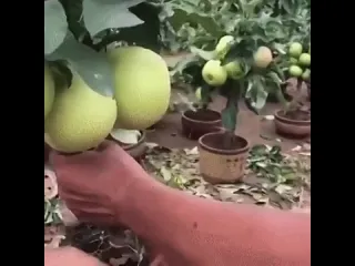 Минияблоня гарден делишес