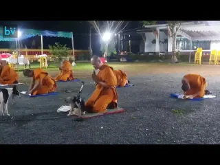 Щенки и буддисты