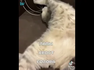 Обзор на кота