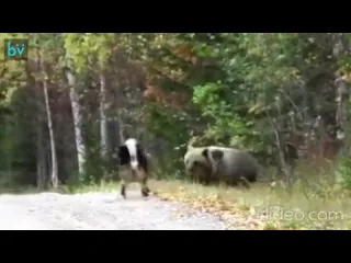 Когда взял охотничью собаку в поход по грибы да ягоды