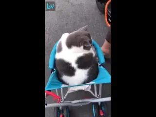 Толстенький лентяй