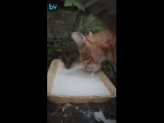 Приютили
