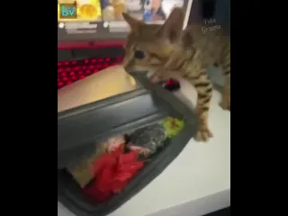 Добытчик