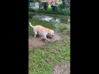 Лужа для любимой особенной собаки