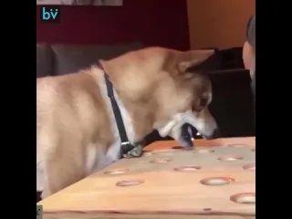 Разозлили