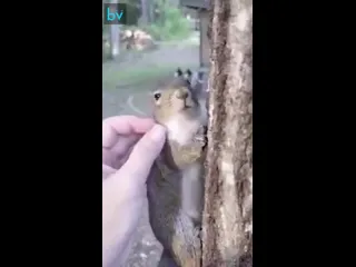 Заласкала белочку