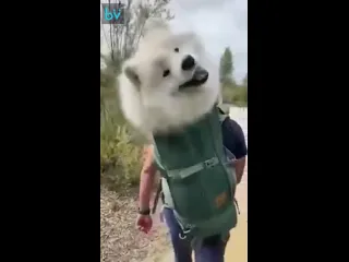 Улыбчивое облако в рюкзаке