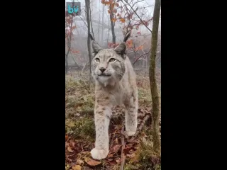 Встреча с рысью в горах гарца германия