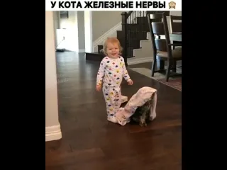 У кота железные нервы