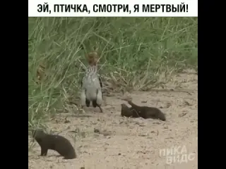 Эй птичка смотри я мертвый