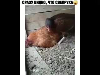 Сразу видно что свекруха