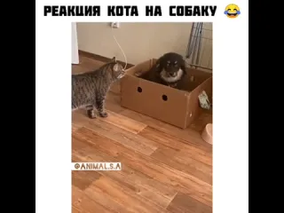 Реакция кота на нового друга семьи