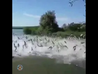 Румба порыбьи
