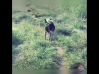Летящей походкой