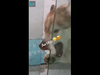 Развл